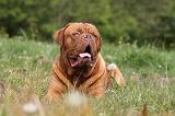 DOGUE DE BORDEAUX 060